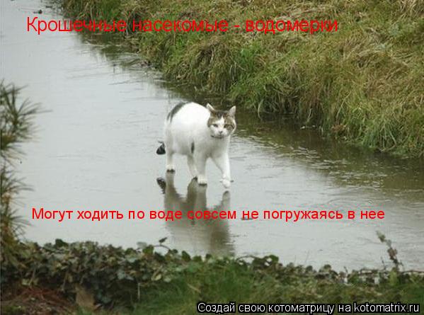 Крошечные насекомые - водомерки Могут ходить по воде совсем не погружаясь в нее... Котоматрица: Крошечные насекомые - водомерки Могут ходить по воде совсем не погружаясь в нее