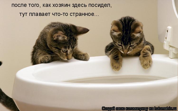 после того, как хозяин здесь посидел, тут плавает что-то странное...... Котоматрица: после того, как хозяин здесь посидел, тут плавает что-то странное...