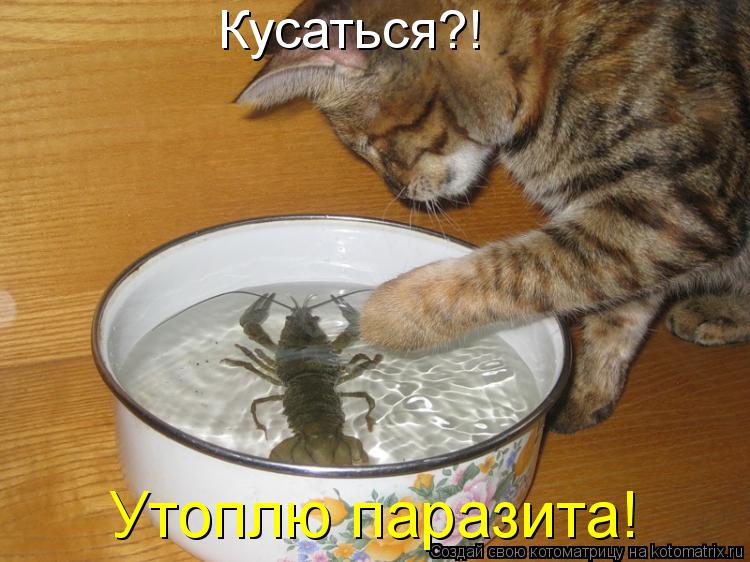Утоплю паразита! Кусаться?!... Котоматрица: Утоплю паразита! Кусаться?!
