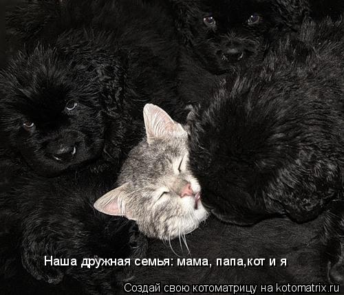 Наша дружная семья: мама, папа,кот и я... Котоматрица: Наша дружная семья: мама, папа,кот и я