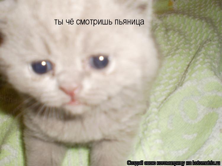 ты чё смотришь пьяница... Котоматрица: ты чё смотришь пьяница