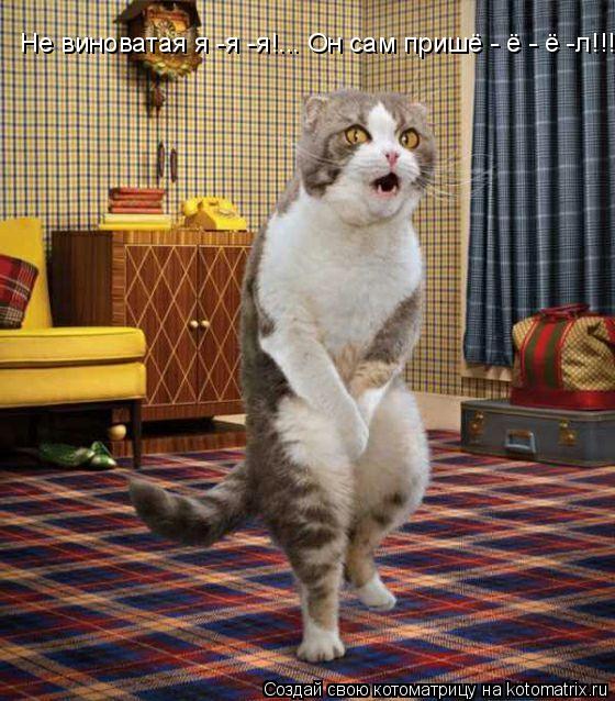 Не виноватая я -я -я!... Он сам пришё - ё - ё -л!!!!....... Котоматрица: Не виноватая я -я -я!... Он сам пришё - ё - ё -л!!!!....