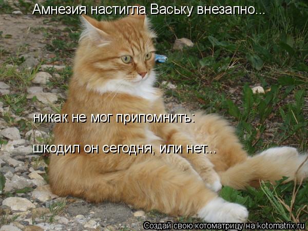 Амнезия настигла Ваську внезапно... никак не мог припомнить: шкодил он сегодня, или нет...... Котоматрица: Амнезия настигла Ваську внезапно... никак не мог припомнить: шкодил он сегодня, или нет...