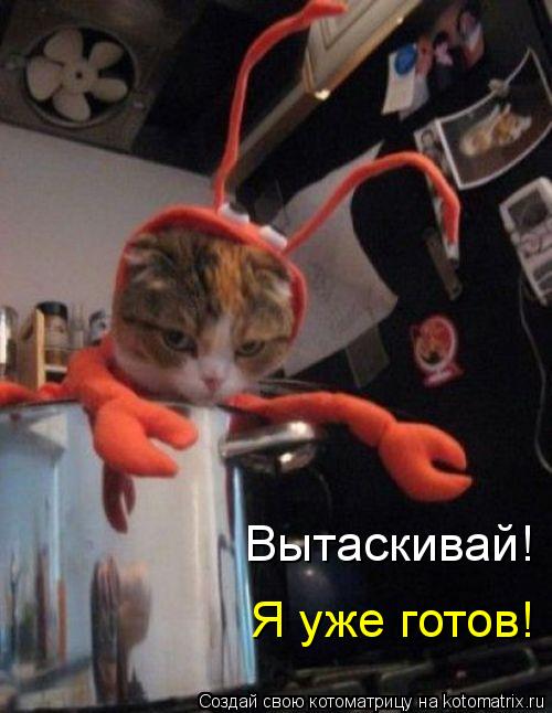 Вытаскивай! Я уже готов!... Котоматрица: Вытаскивай! Я уже готов!