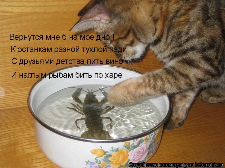 Вернутся мне б на мое дно ! К останкам разной тухлой пади , С друзьями детства пить вино И наглым рыб... Котоматрица: Вернутся мне б на мое дно ! К останкам разной тухлой пади , С друзьями детства пить вино И наглым рыбам бить по харе