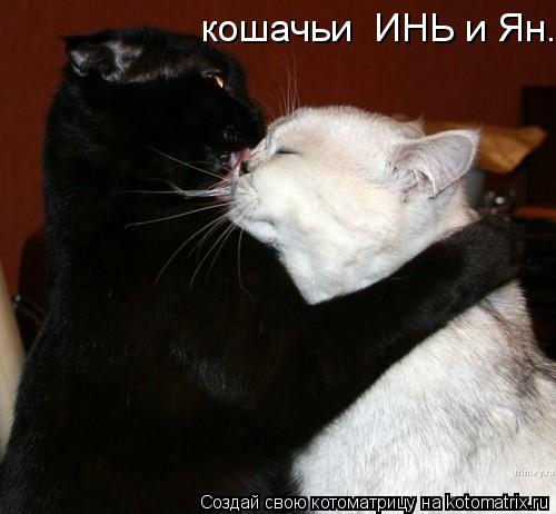 кошачьи ИНЬ и Ян.... Котоматрица: кошачьи ИНЬ и Ян.
