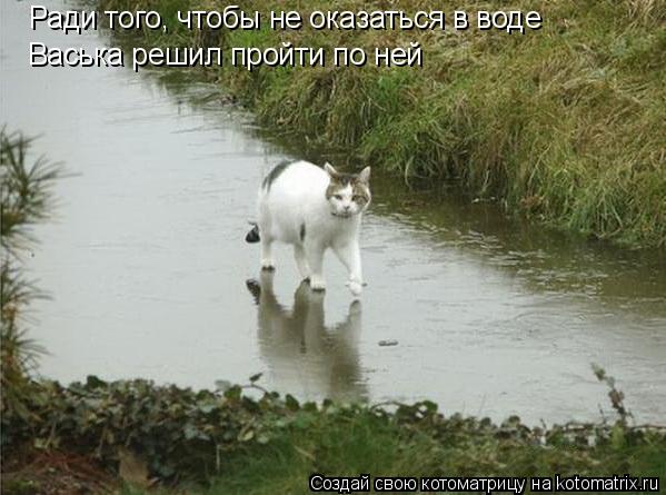 Ради того, чтобы не оказаться в воде Васька решил пройти по ней... Котоматрица: Ради того, чтобы не оказаться в воде Васька решил пройти по ней