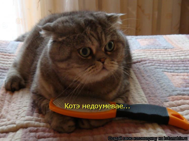 Котэ недоумевае...... Котоматрица: Котэ недоумевае...