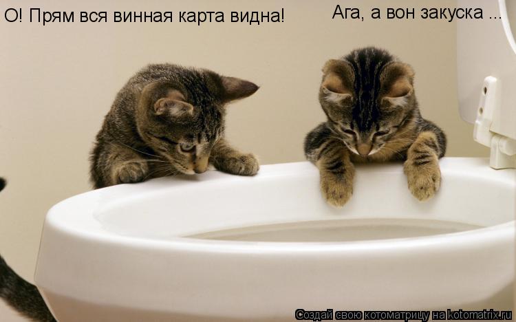 О! Прям вся винная карта видна! Ага, а вон закуска ...... Котоматрица: О! Прям вся винная карта видна! Ага, а вон закуска ...