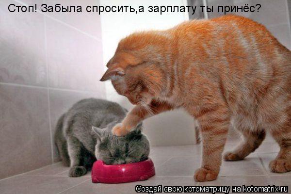 Стоп! Забыла спросить,а зарплату ты принёс?... Котоматрица: Стоп! Забыла спросить,а зарплату ты принёс?