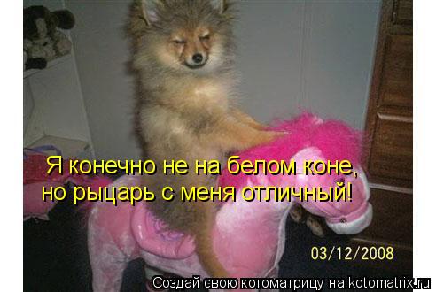 Я конечно не на белом коне, но рыцарь с меня отличный!... Котоматрица: Я конечно не на белом коне, но рыцарь с меня отличный!