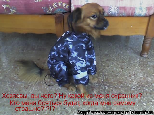 Кто меня бояться будет, когда мне самому страшно?!?!?! Хозяевы, вы чего? Ну какой из меня охранник?... Котоматрица: Кто меня бояться будет, когда мне самому страшно?!?!?! Хозяевы, вы чего? Ну какой из меня охранник?