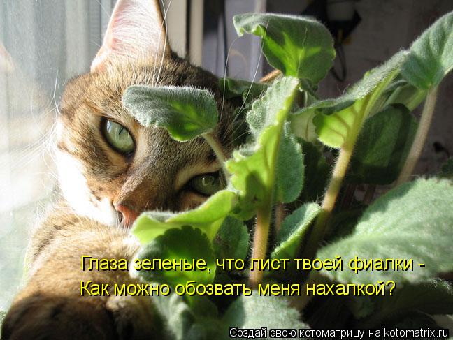 Глаза зеленые, что лист твоей фиалки - Как можно обозвать меня нахалкой?... Котоматрица: Глаза зеленые, что лист твоей фиалки - Как можно обозвать меня нахалкой?
