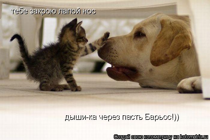 тебе закрою лапой нос дыши-ка через пасть Барьос!))... Котоматрица: тебе закрою лапой нос дыши-ка через пасть Барьос!))