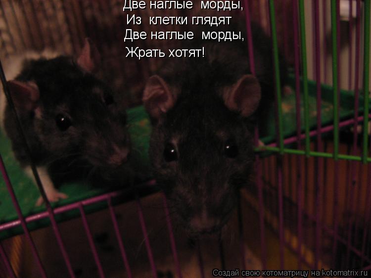 Две наглые морды, Из клетки глядят Две наглые морды, Жрать хотят!... Котоматрица: Две наглые морды, Из клетки глядят Две наглые морды, Жрать хотят!