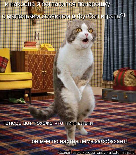 с маленьким хозяином в футбол играть?! и нахрена я согласился понарошку теперь вот похоже что пиннал... Котоматрица: с маленьким хозяином в футбол играть?! и нахрена я согласился понарошку теперь вот похоже что пиннальти он мне по настоящему забобахает!