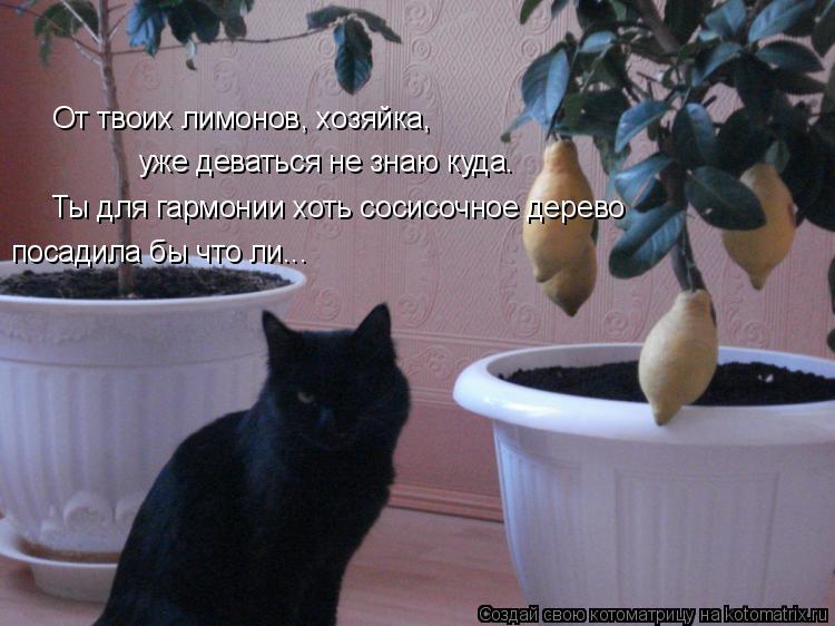 От твоих лимонов, хозяйка, уже деваться не знаю куда. Ты для гармонии хоть сосисочное дерево посадила... Котоматрица: От твоих лимонов, хозяйка, уже деваться не знаю куда. Ты для гармонии хоть сосисочное дерево посадила бы что ли...