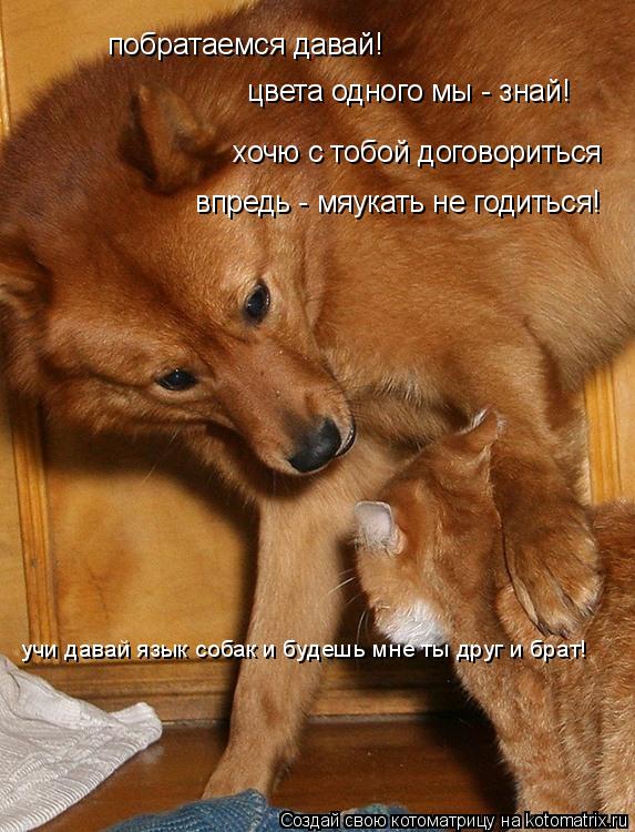 побратаемся давай! цвета одного мы - знай! хочю с тобой договориться впредь - мяукать не годиться! уч... Котоматрица: побратаемся давай! цвета одного мы - знай! хочю с тобой договориться впредь - мяукать не годиться! учи давай язык собак и будешь мне ты друг и