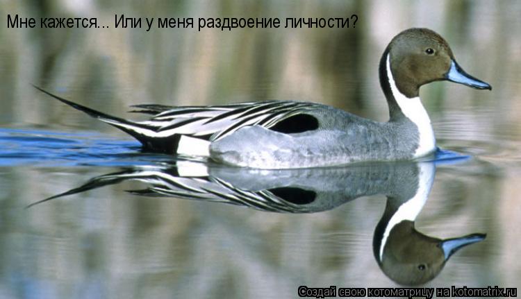 Мне кажется... Или у меня раздвоение личности?... Котоматрица: Мне кажется... Или у меня раздвоение личности?