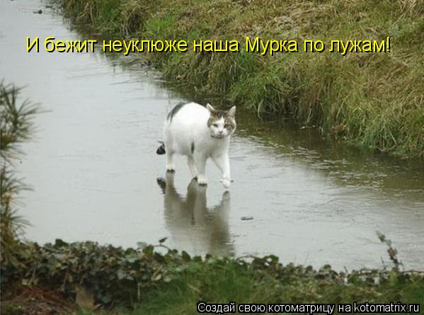 И бежит неуклюже наша Мурка по лужам!... Котоматрица: И бежит неуклюже наша Мурка по лужам!