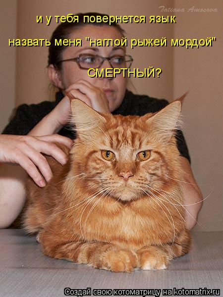 и у тебя повернется язык назвать меня "наглой рыжей мордой" СМЕРТНЫЙ?... Котоматрица: и у тебя повернется язык назвать меня "наглой рыжей мордой" СМЕРТНЫЙ?