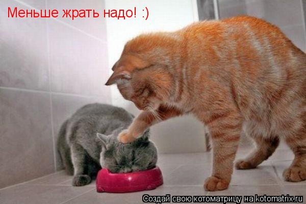 Меньше жрать надо! :)... Котоматрица: Меньше жрать надо! :)