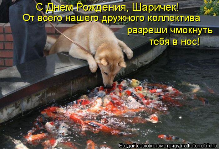 С Днем Рождения, Шаричек! От всего нашего дружного коллектива разреши чмокнуть тебя в нос!... Котоматрица: С Днем Рождения, Шаричек! От всего нашего дружного коллектива разреши чмокнуть тебя в нос!