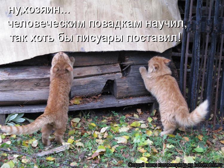 ну,хозяин... человеческим повадкам научил, так хоть бы писуары поставил!... Котоматрица: ну,хозяин... человеческим повадкам научил, так хоть бы писуары поставил!