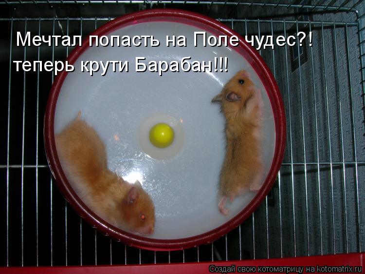 Мечтал попасть на Поле чудес?! теперь крути Барабан!!!... Котоматрица: Мечтал попасть на Поле чудес?! теперь крути Барабан!!!