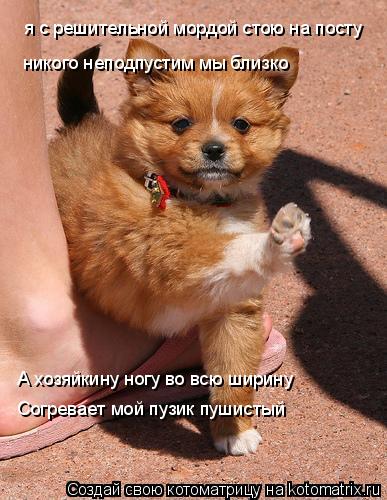 я с решительной мордой стою на посту никого неподпустим мы близко А хозяйкину ногу во всю ширину Согр... Котоматрица: я с решительной мордой стою на посту никого неподпустим мы близко А хозяйкину ногу во всю ширину Согревает мой пузик пушистый