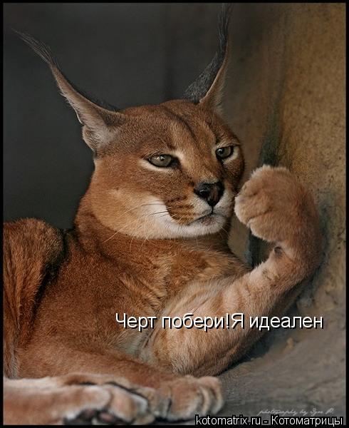 Черт побери!Я идеален... Котоматрица: Черт побери!Я идеален
