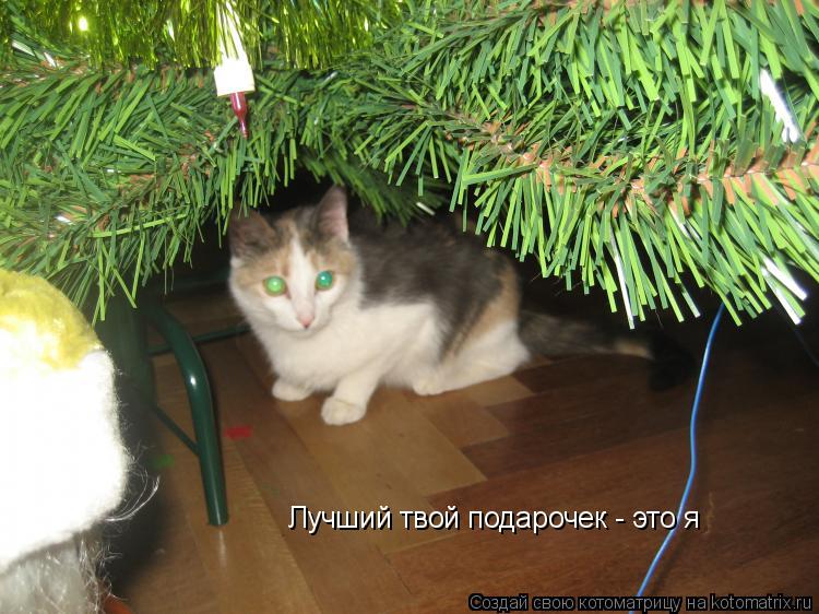 Котоматрица: Лучший твой подарочек - это я