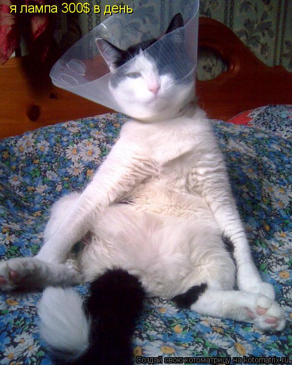 Котоматрица: я лампа 300$ в день
