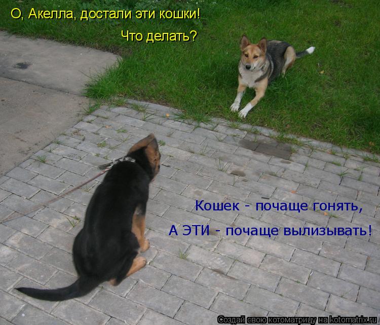 Котоматрица: О, Акелла, достали эти кошки! Что делать? Кошек - почаще гонять, А ЭТИ - почаще вылизывать!