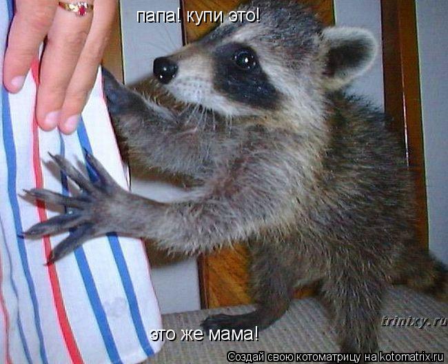 Котоматрица: папа! купи это! это же мама!