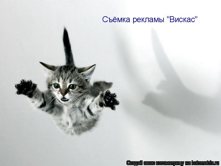 Котоматрица: Съёмка рекламы "Вискас"