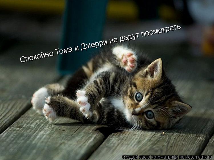 Котоматрица: Спокойно Тома и Джерри не дадут посмотреть