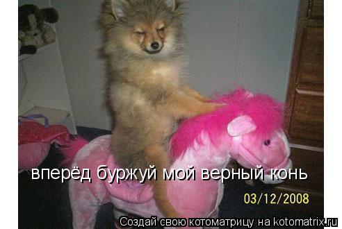 Котоматрица: вперёд буржуй мой верный конь