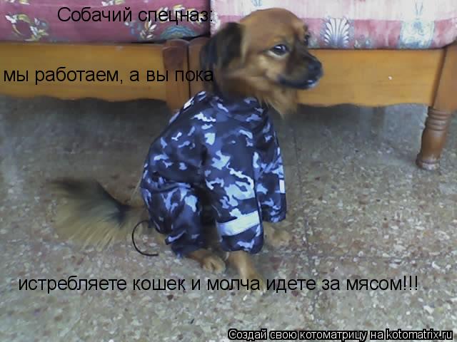 Собачий спецназ: мы работаем, а вы пока истребляете кошек и молча идете за мясом!!!... Котоматрица: Собачий спецназ: мы работаем, а вы пока истребляете кошек и молча идете за мясом!!!