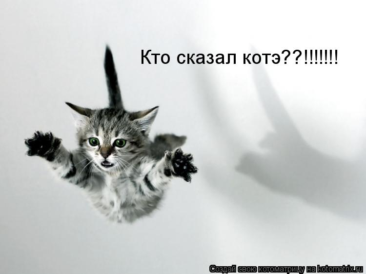 Кто сказал котэ??!!!!!!!... Котоматрица: Кто сказал котэ??!!!!!!!