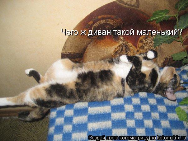 Чего ж диван такой маленький?... Котоматрица: Чего ж диван такой маленький?