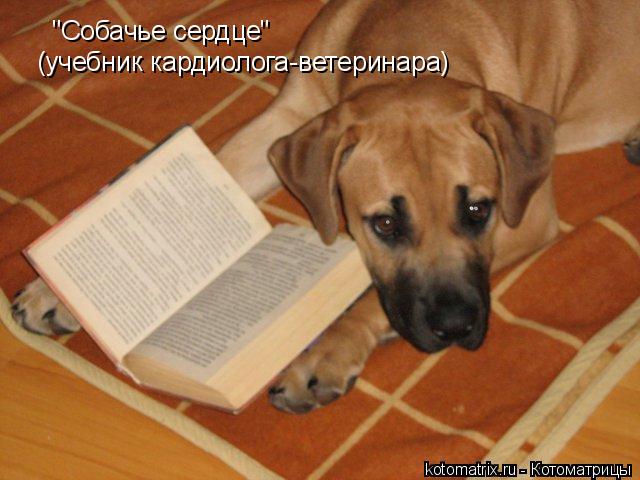 "Собачье сердце" (учебник кардиолога-ветеринара)... Котоматрица: "Собачье сердце" (учебник кардиолога-ветеринара)