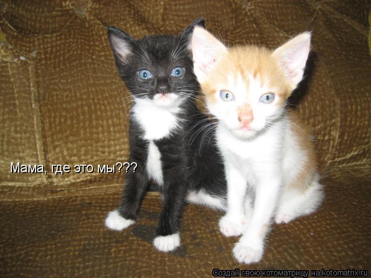 Мама, где это мы???... Котоматрица: Мама, где это мы???