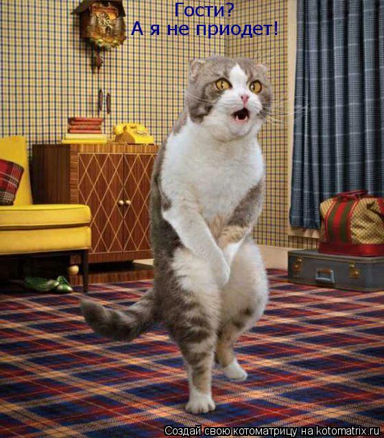 Гости? А я не приодет!... Котоматрица: Гости? А я не приодет!