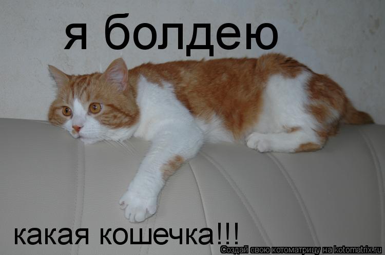 я болдею какая кошечка!!!... Котоматрица: я болдею какая кошечка!!!