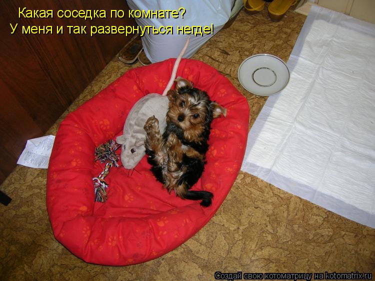 Какая соседка по комнате? У меня и так развернуться негде!... Котоматрица: Какая соседка по комнате? У меня и так развернуться негде!
