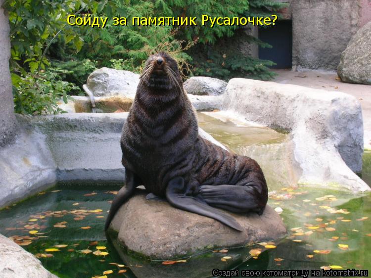 Сойду за памятник Русалочке?... Котоматрица: Сойду за памятник Русалочке?