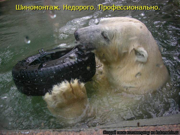 Шиномонтаж. Недорого. Профессионально.... Котоматрица: Шиномонтаж. Недорого. Профессионально.