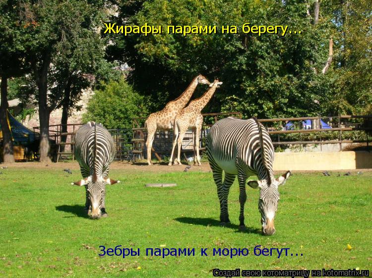Жирафы парами на берегу... Зебры парами к морю бегут...... Котоматрица: Жирафы парами на берегу... Зебры парами к морю бегут...