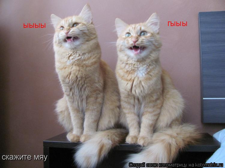 ыыыы гыыы скажите мяу... Котоматрица: ыыыы гыыы скажите мяу